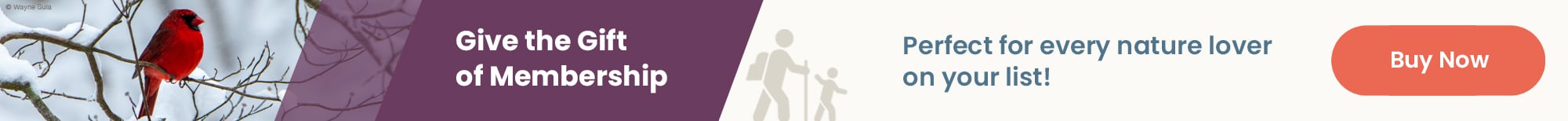 Cardinal in the snow