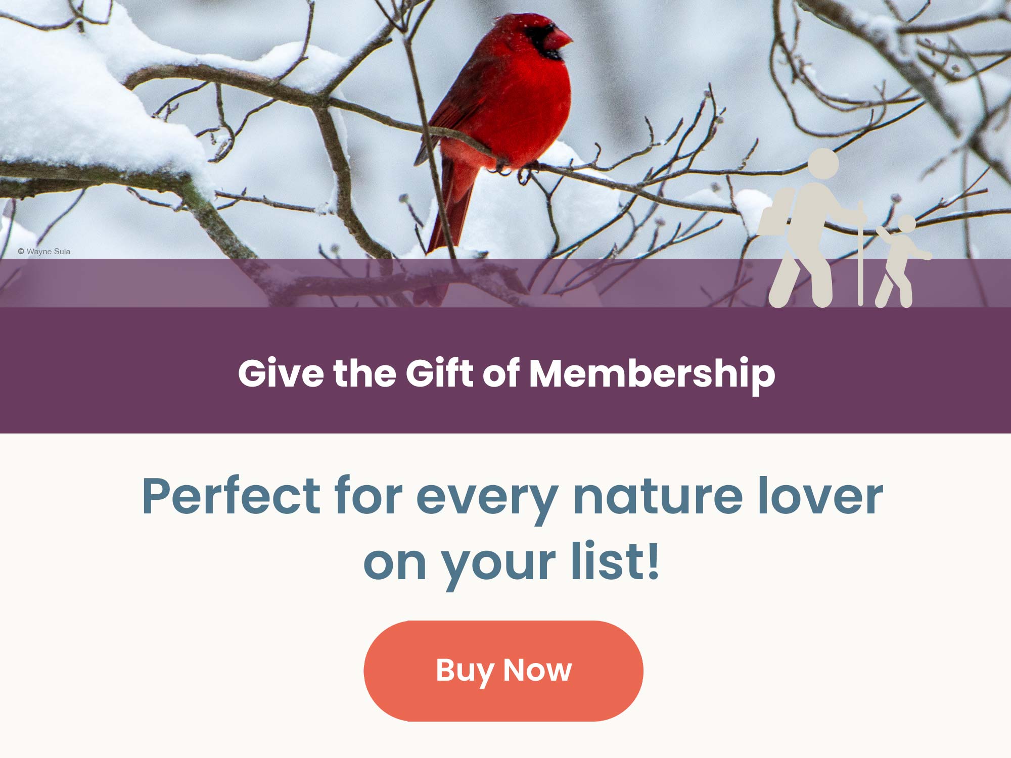 Cardinal in the snow