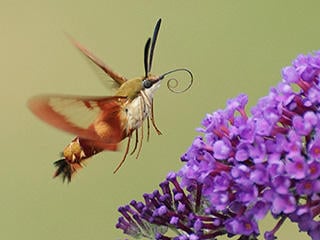 hummingbird moth size