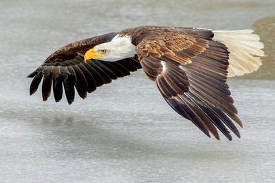 Bald Eagle Populations in Massachusetts