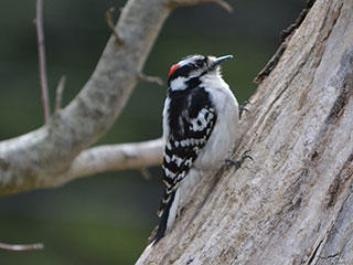 downy woodpecker © Jean-Marie Cataldo