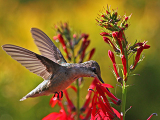 Landscaping for Birds