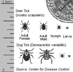 About Ticks