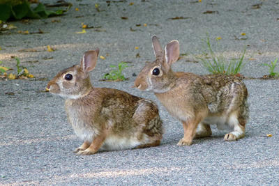 Paire de lapins à queue blanche de l'Est sur un trottoir © Takako Tokuoka