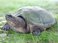 Turtle Species in Massachusetts