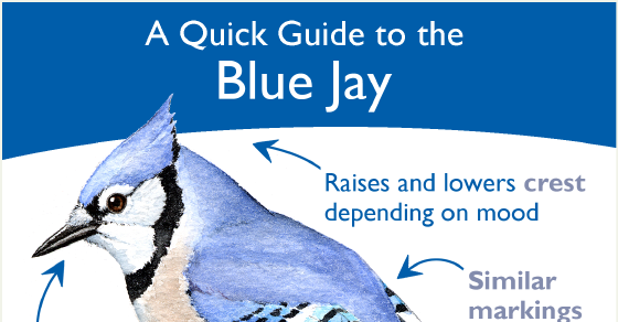 Blue Jay Quick Guide