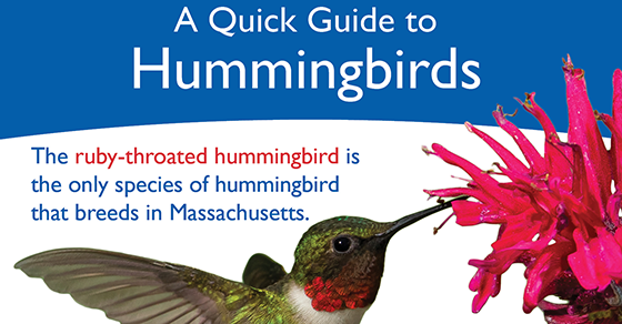 Hummingbirds Quick Guide