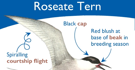 Roseate Tern Quick Guide