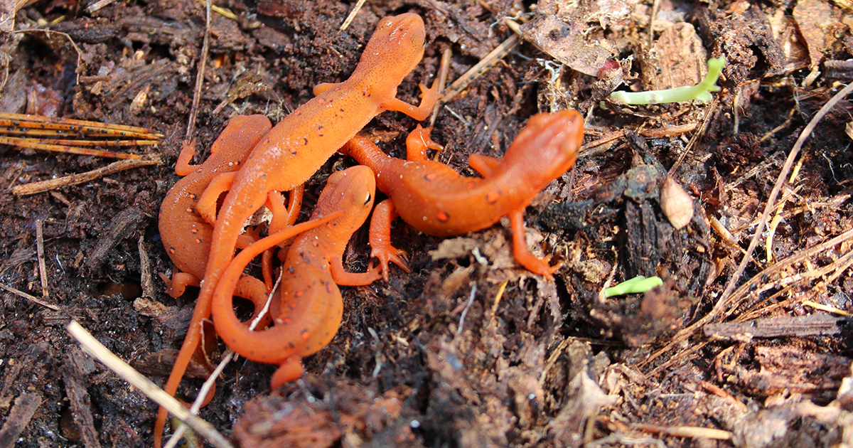 Salamander Threats & Conservation