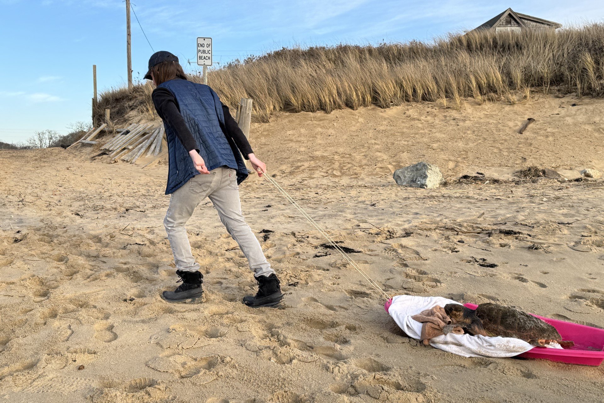 Staff transporting turtle on sled on the beach