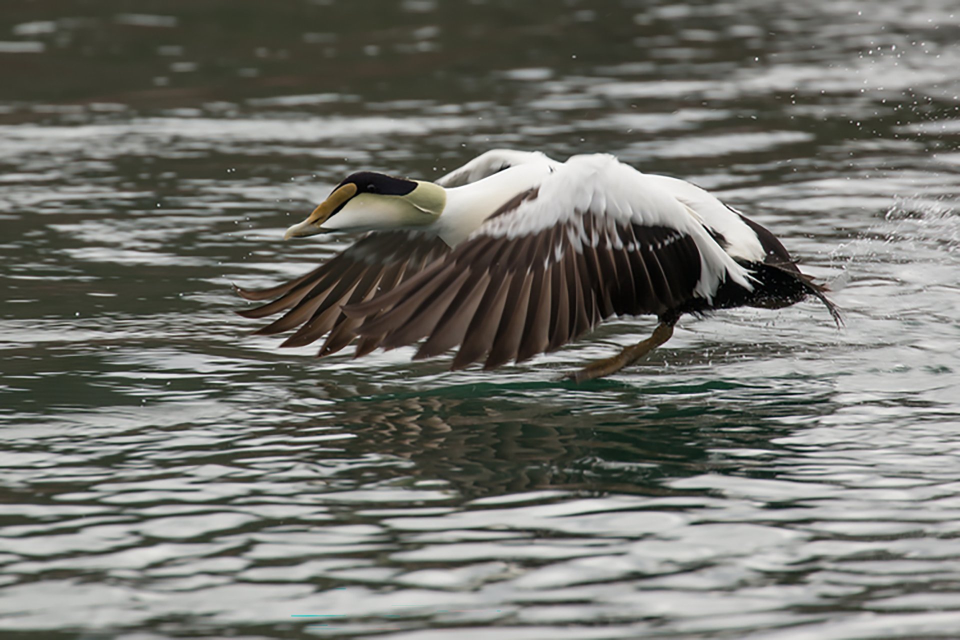 Common Eider landing on water