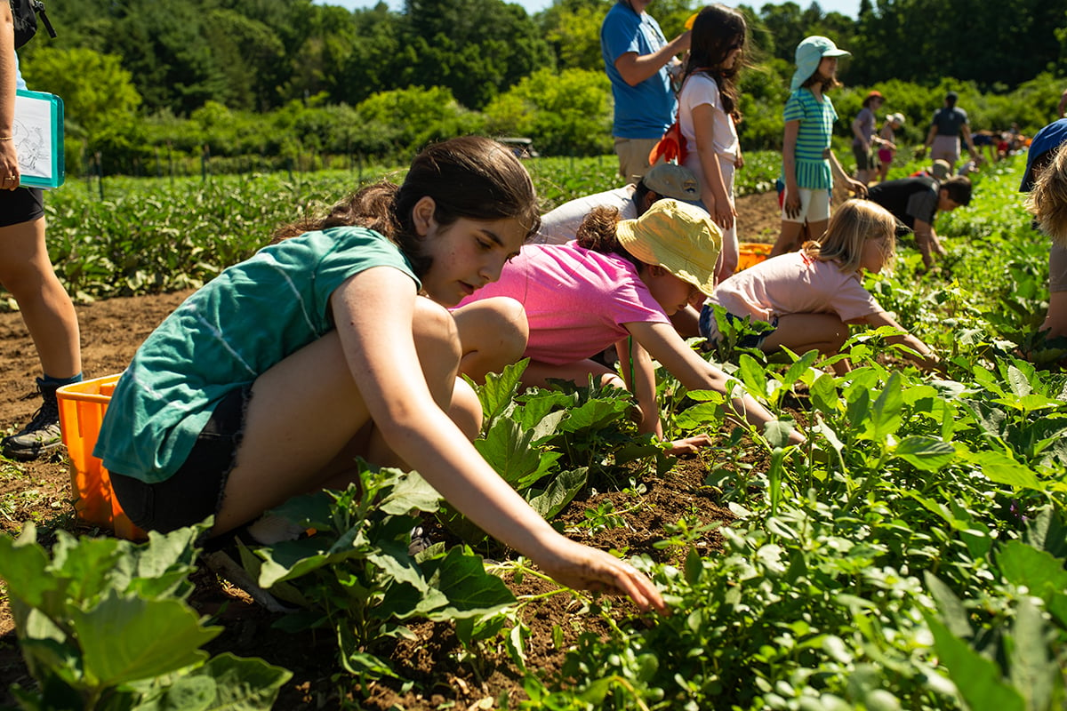 Kids picking weeds in rows of crops