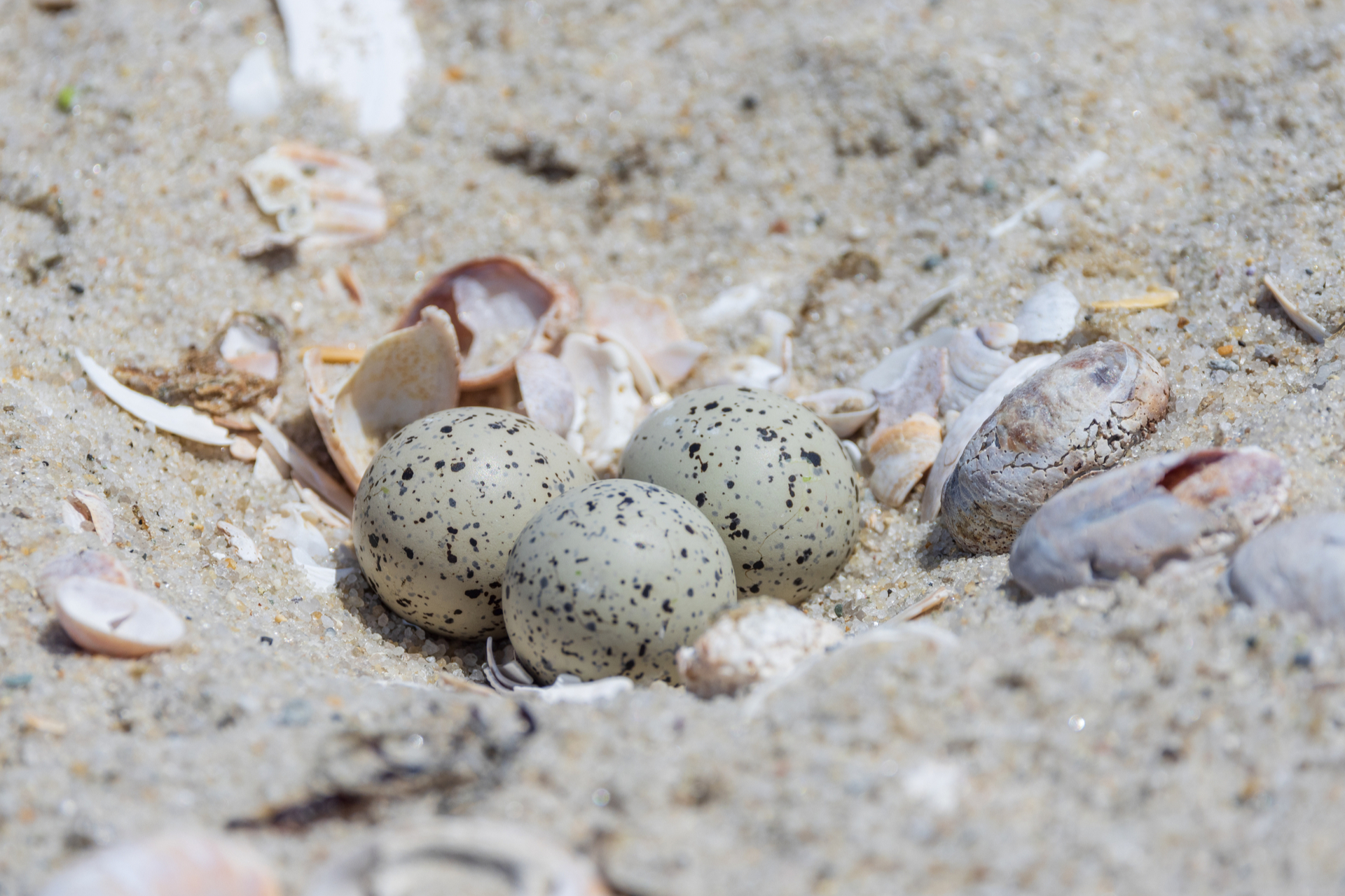 Piping Plover Nest