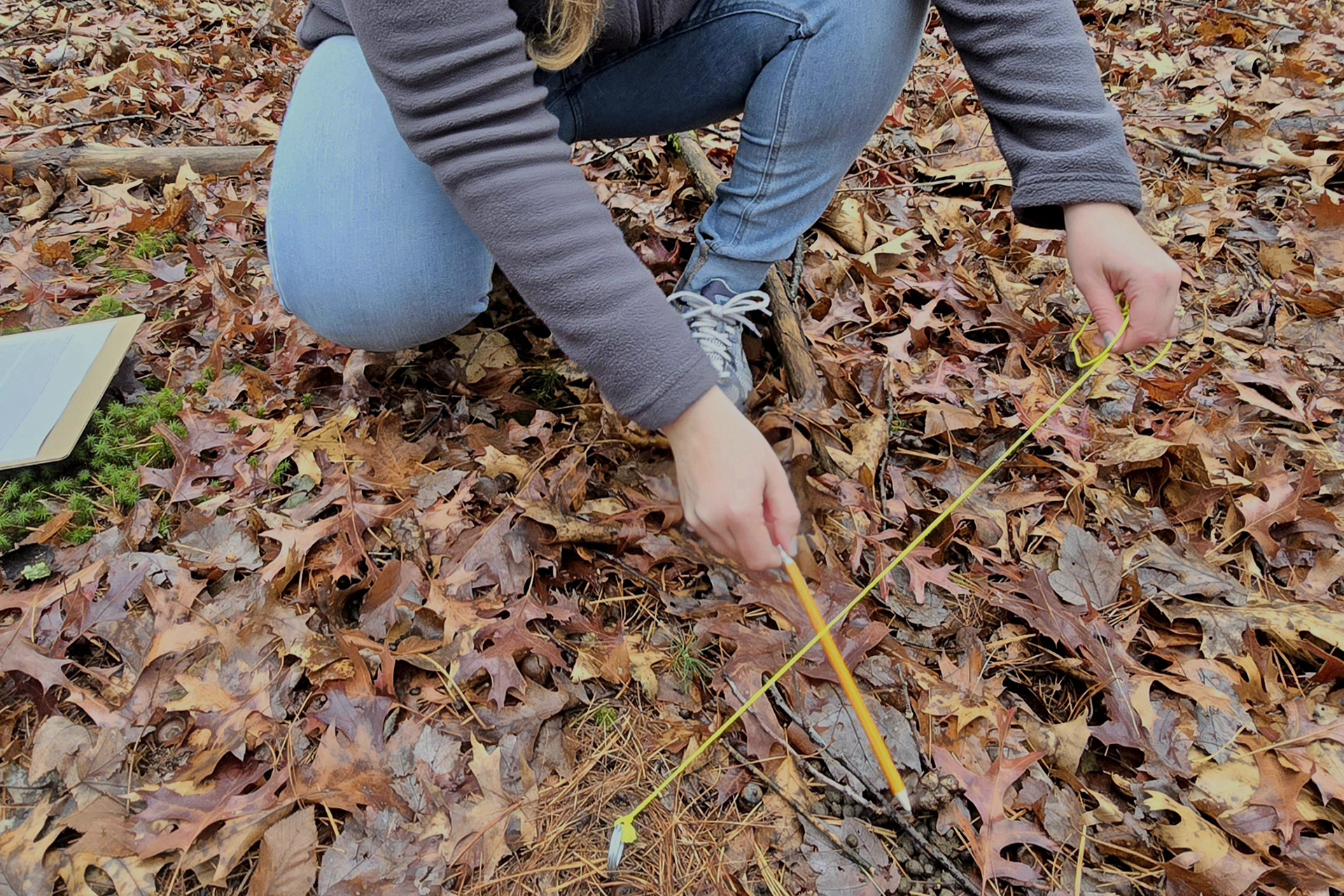 Measuring deer pellets in a layer of fallen leaves