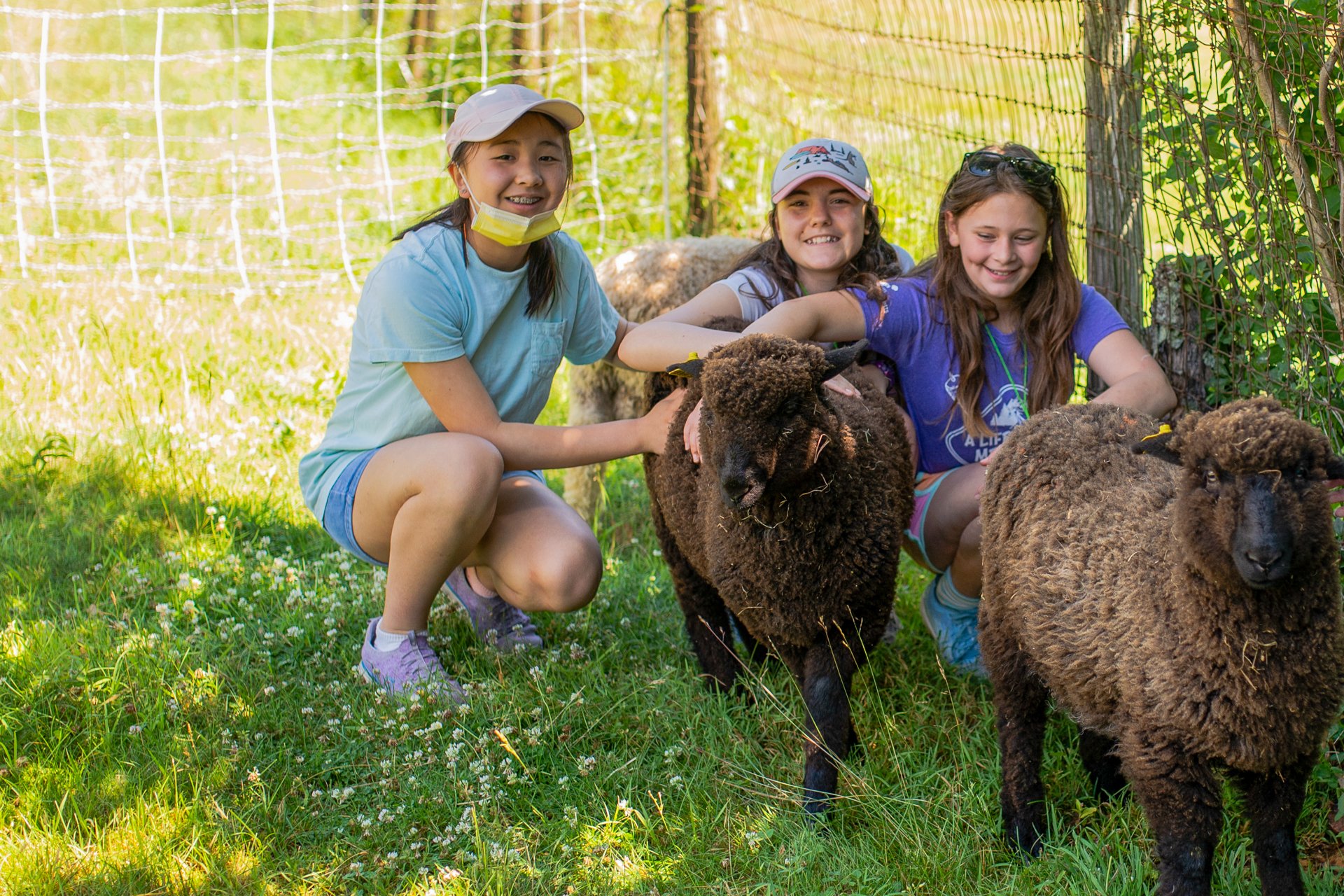 Campers at Drumlin Farm Camp petting sheep in a pasture and smiling