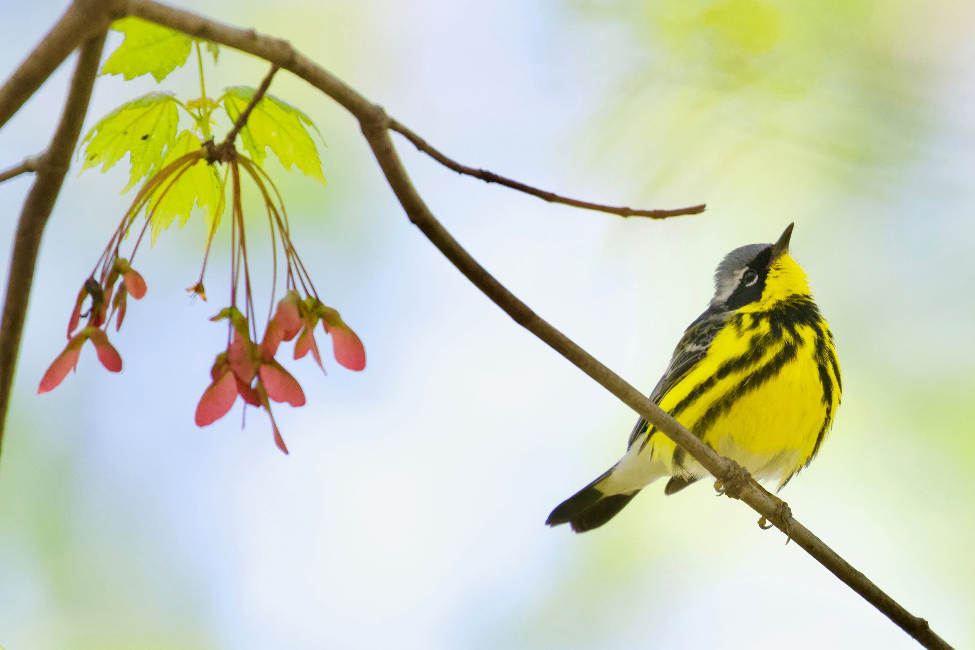 Magnolia Warbler perched on a thin branch against a light, blurred background