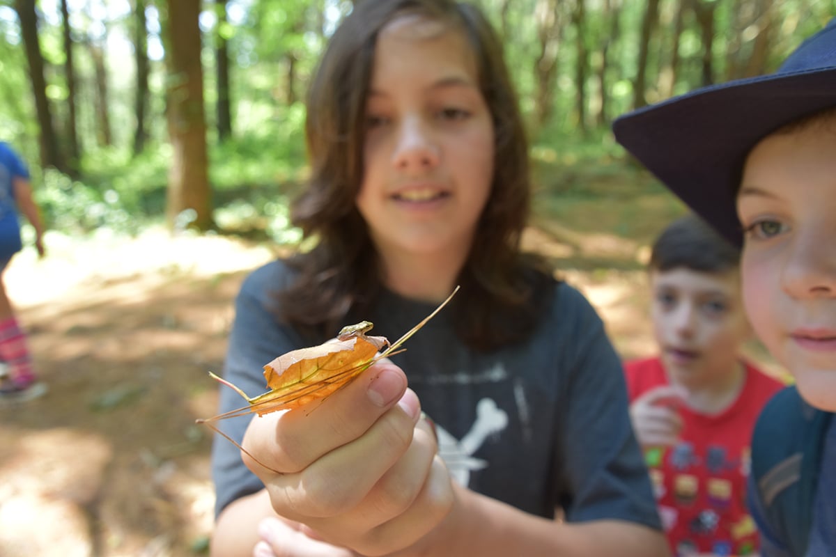 Wachusett Meadow Adventurer Camper holding a leaf with a frog on it