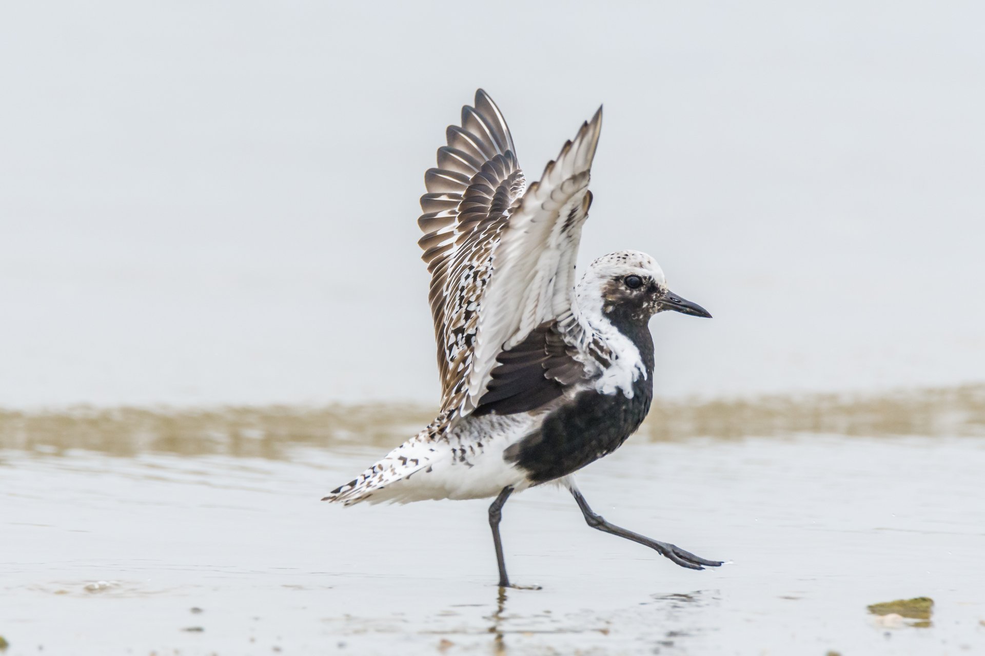 Black-bellied plover stretching its wings upwards