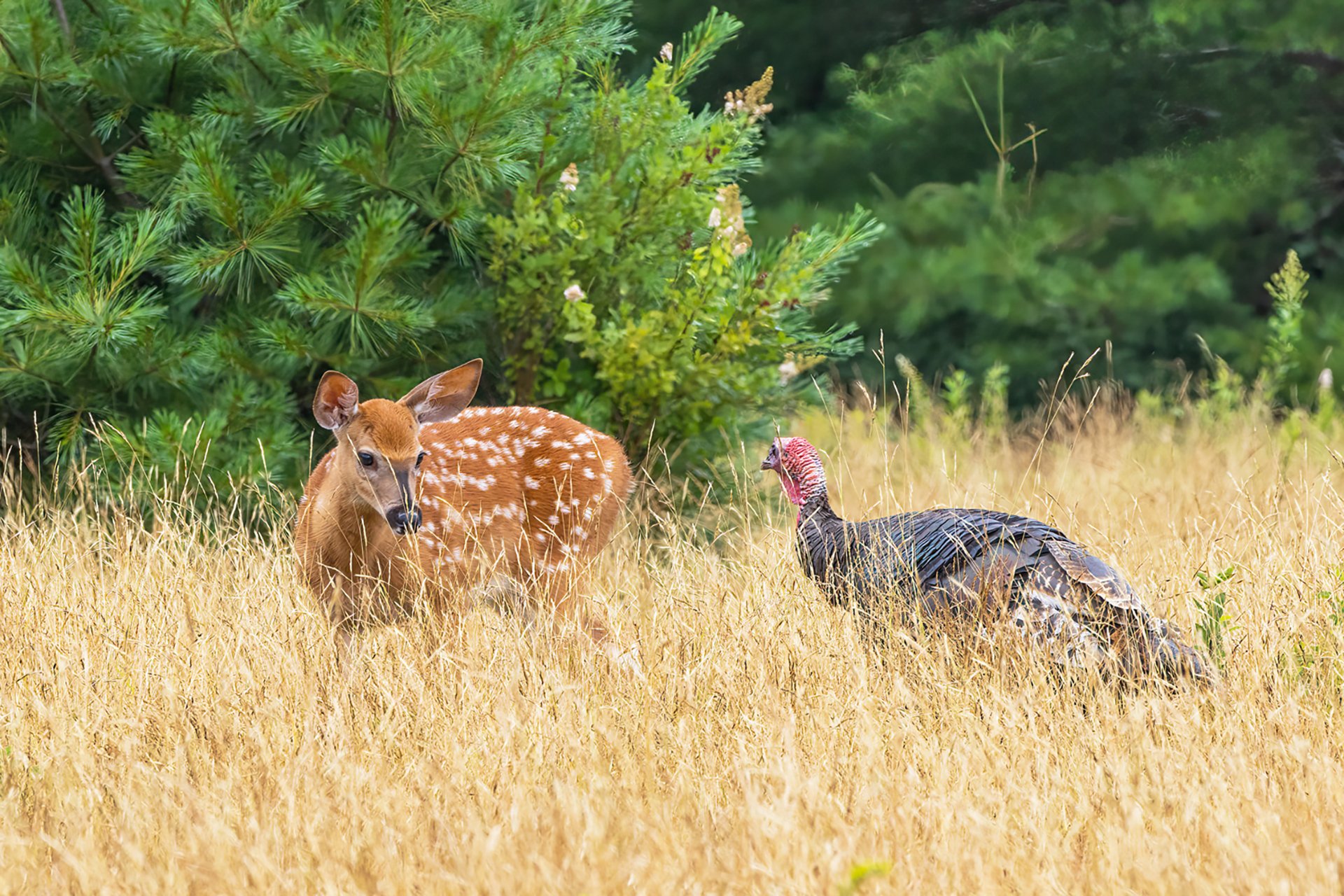 Fawn and turkey standing close together in tall grass, observing one another