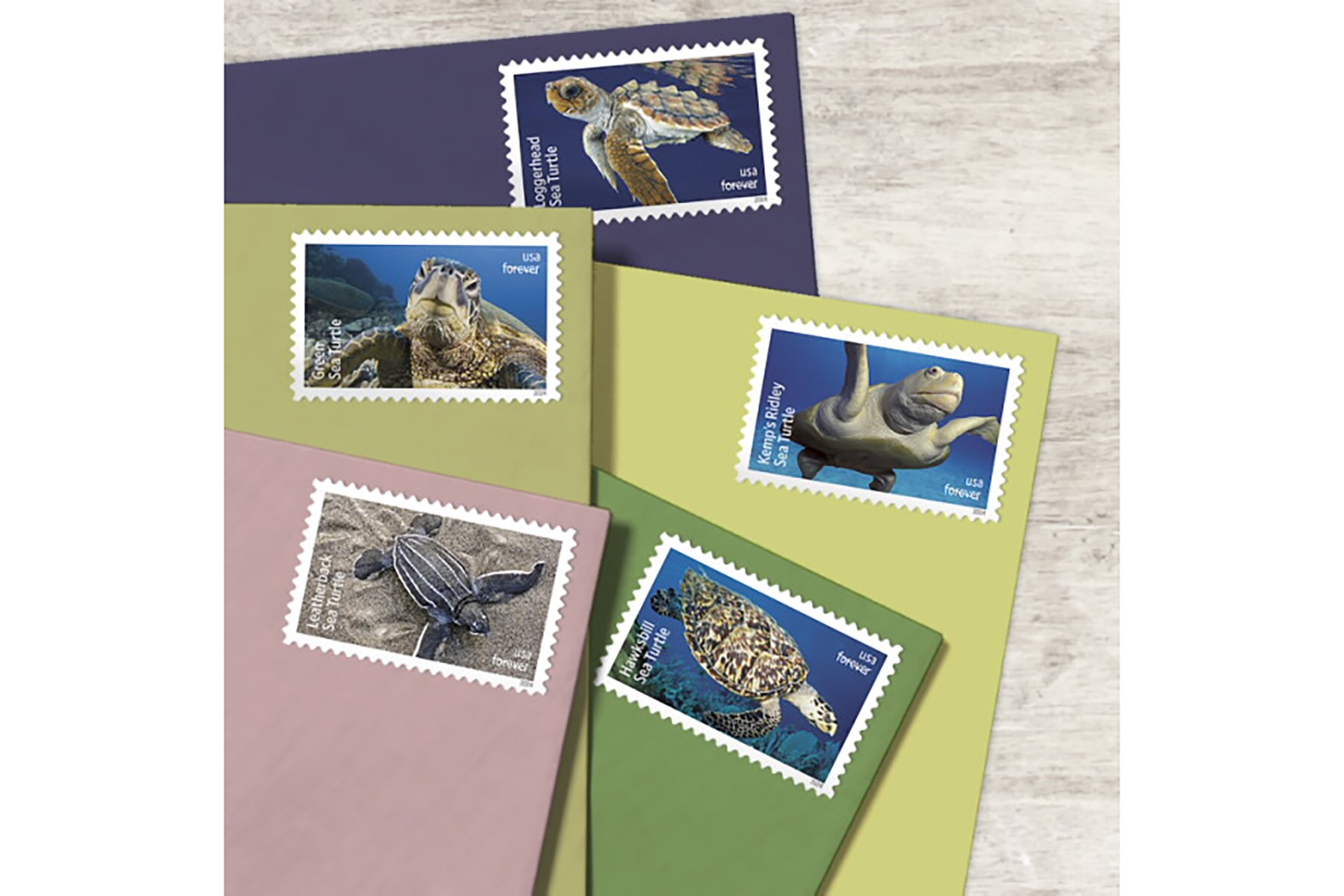 Protect Sea Turtles stamps on five colorful envelopes