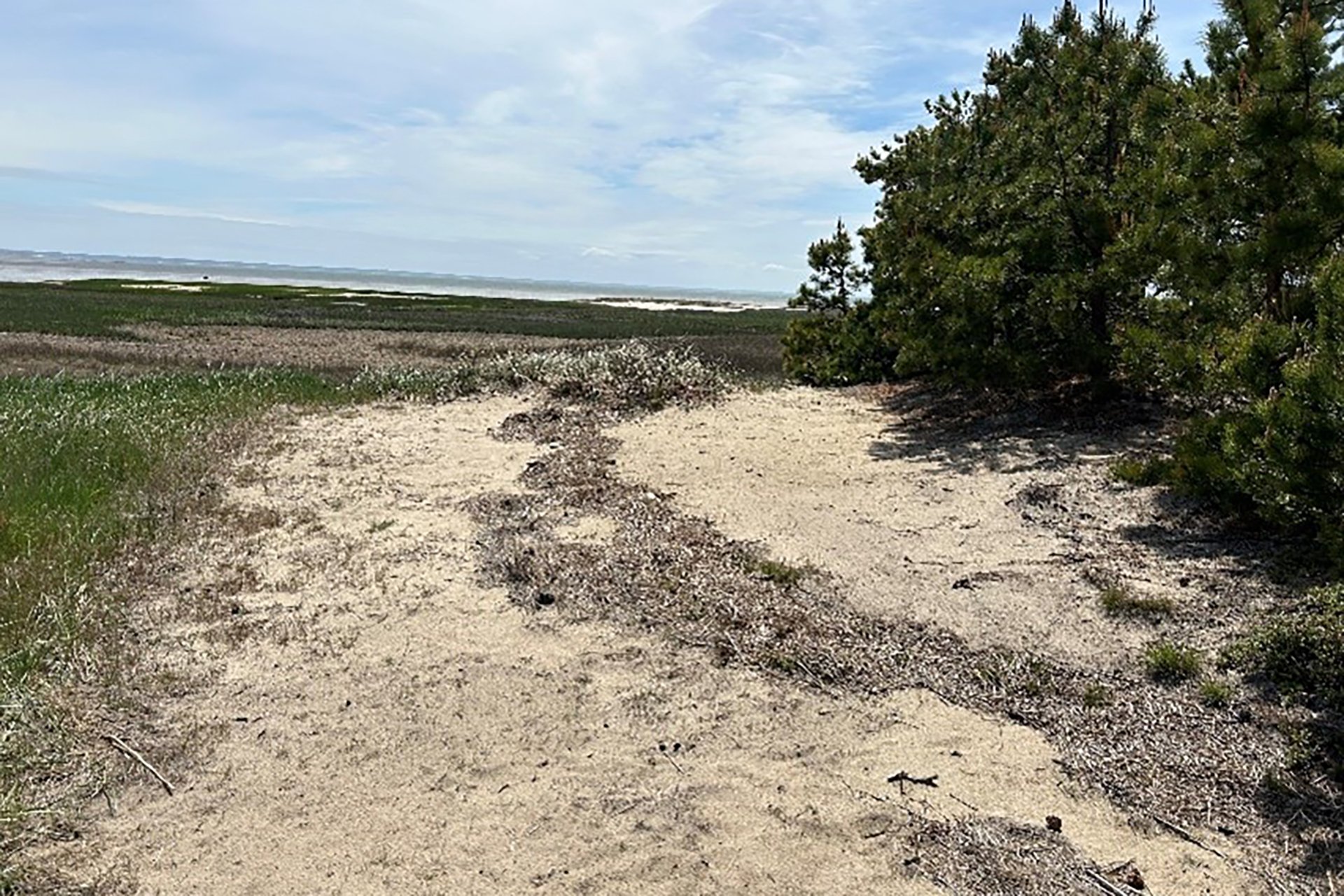 trail leading towards a patch of marsh