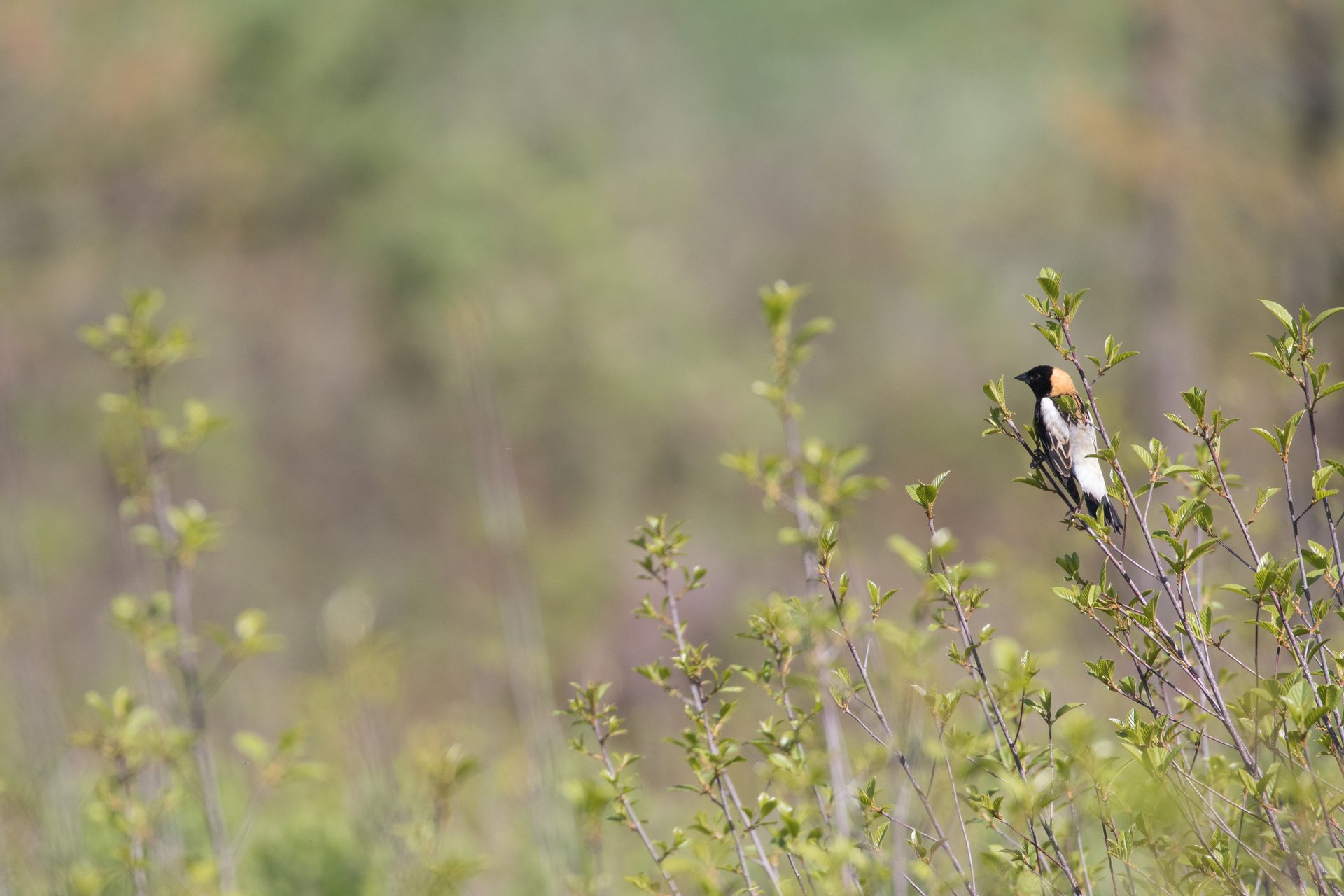 black, white, and yellow bird perched on grassy branch