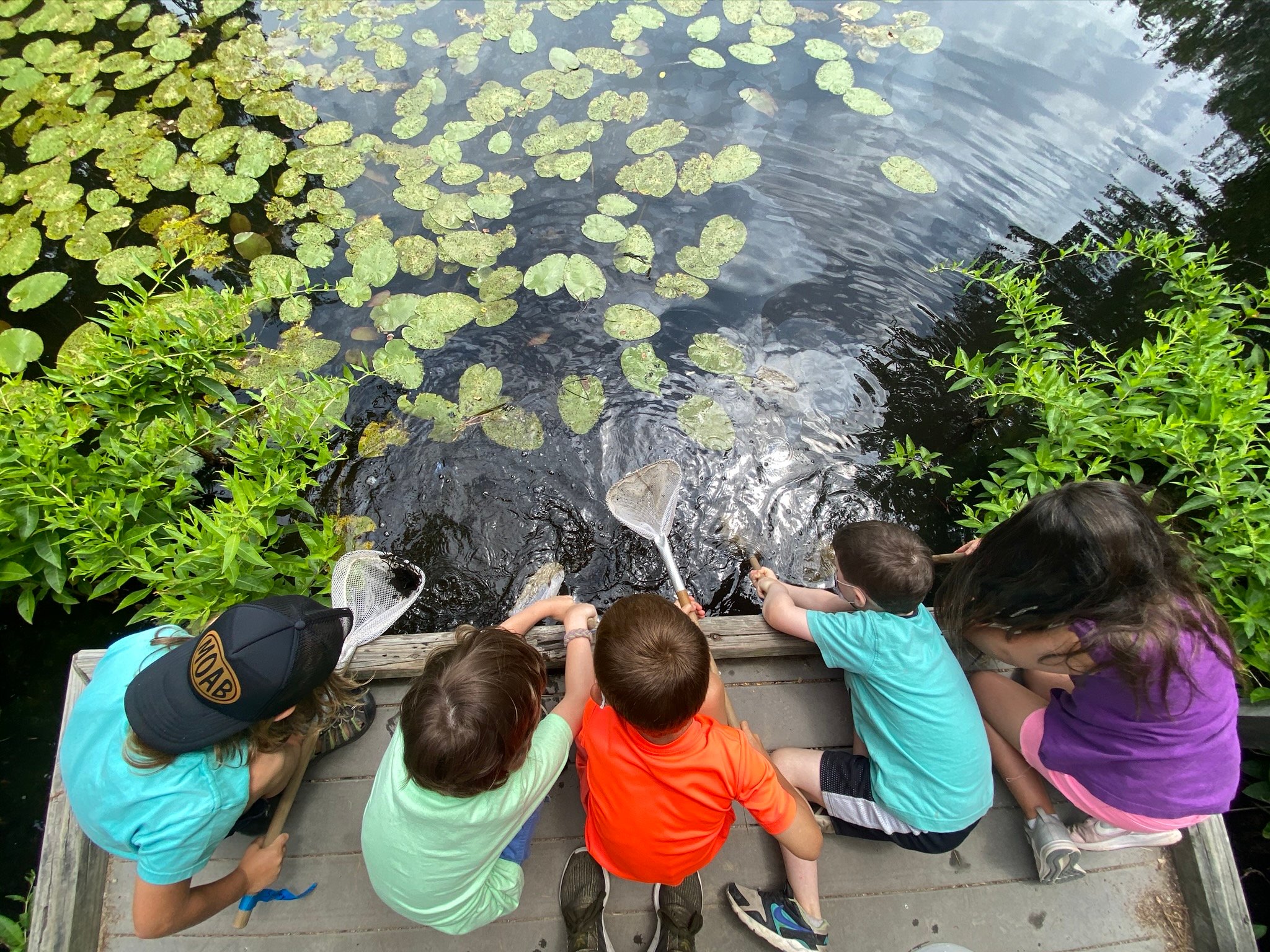 A group of campers on a wooden platform dipping ponding nets into the water