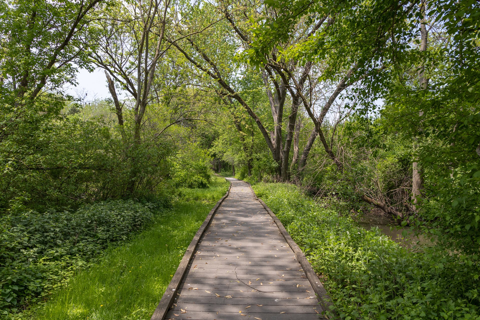 boardwalk trail through forest