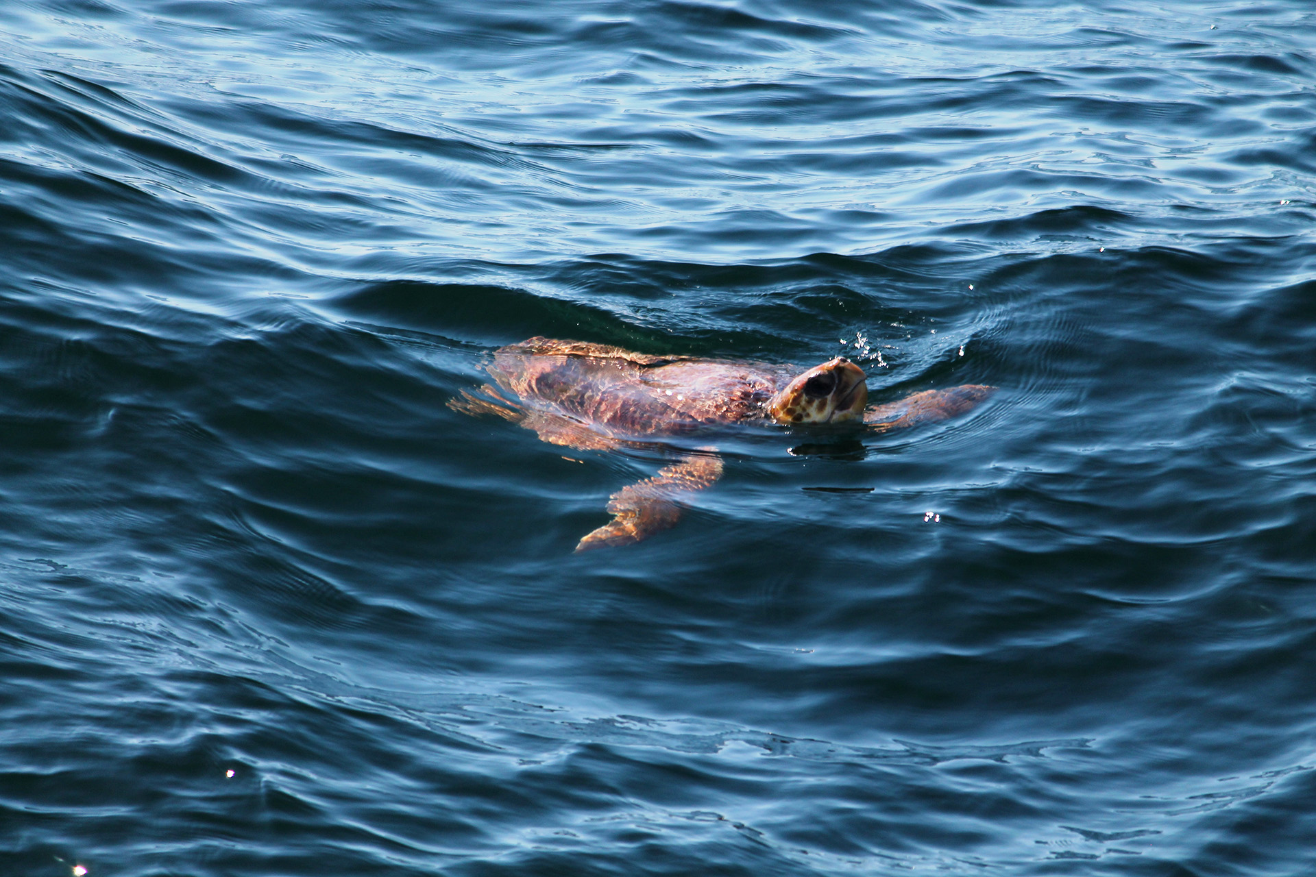 Loggerhead sea turtle peeking above the ocean's surface