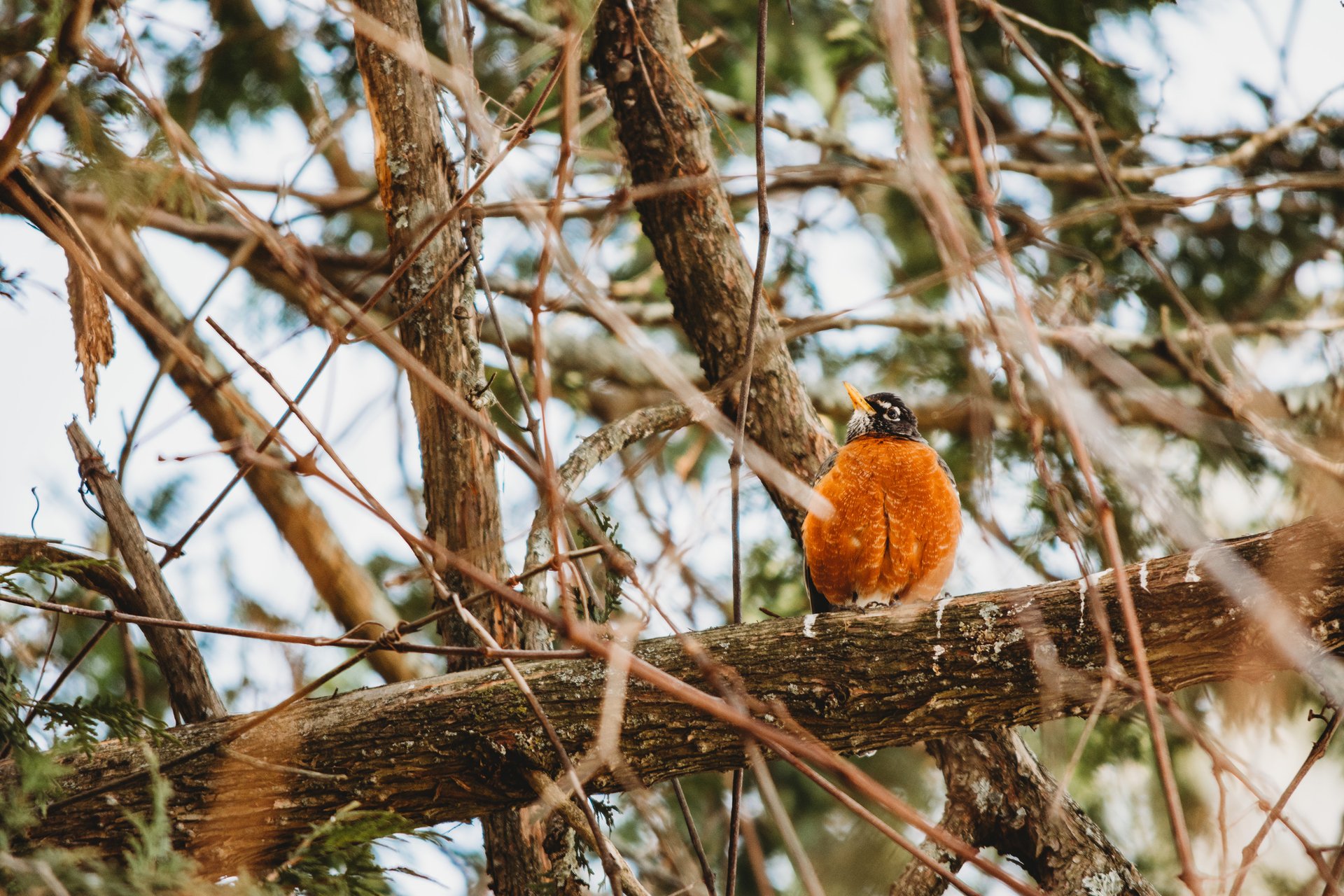 Robin perched among tree branches