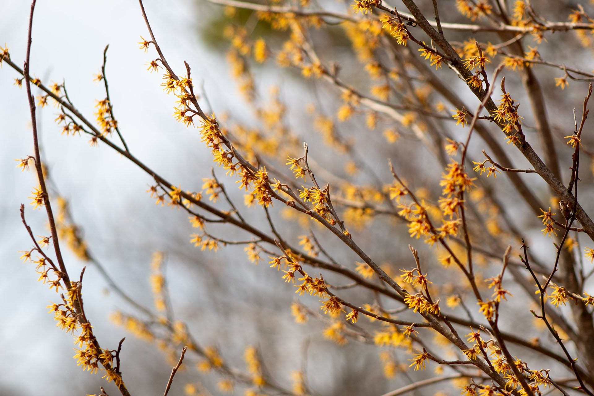 Yellow buds on tree branches against a gray sky