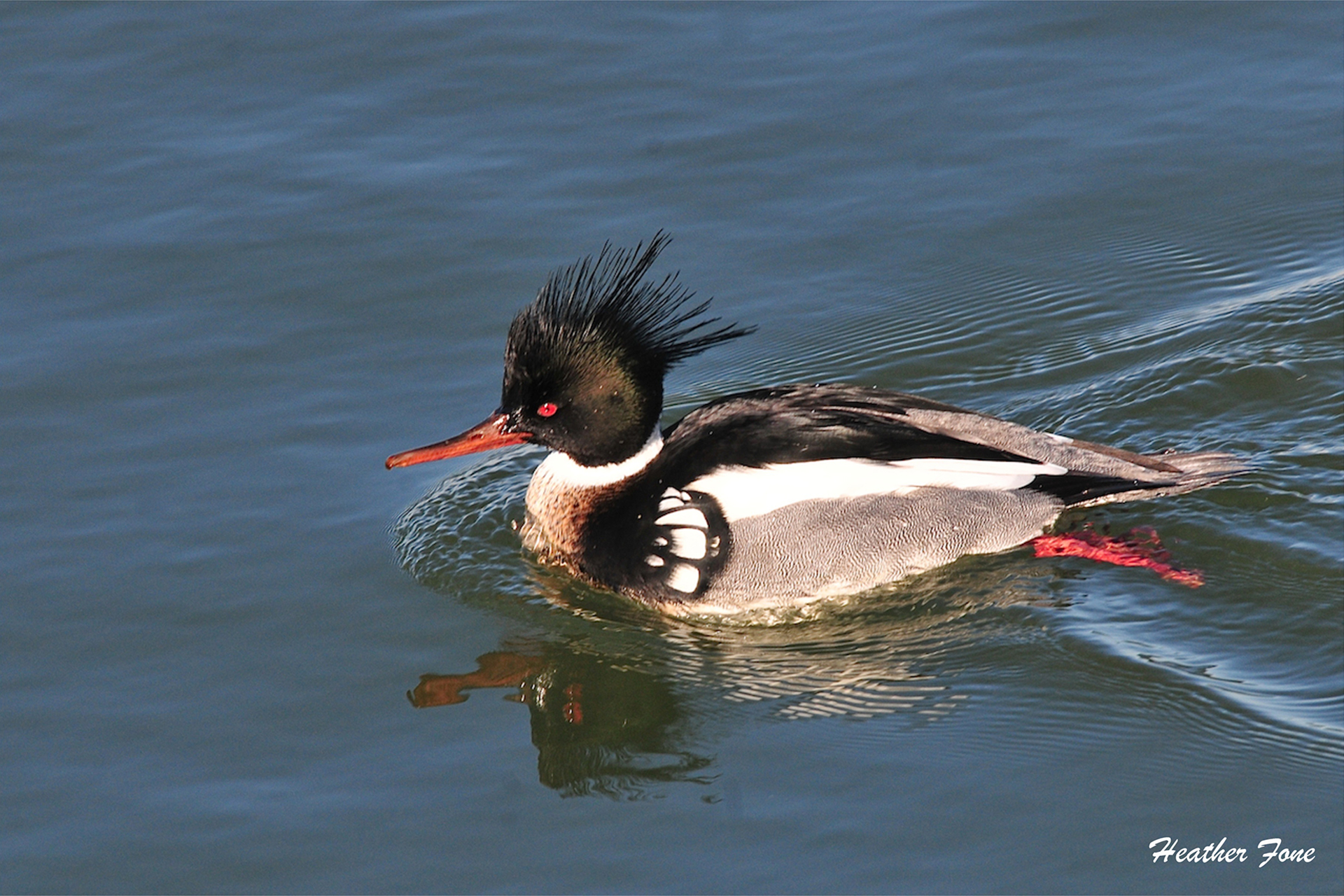 Red-breasted Merganser swimming on top of the water