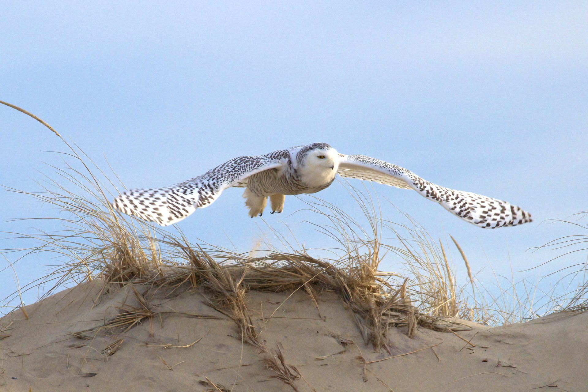 Snowy Owl swooping on beach dune