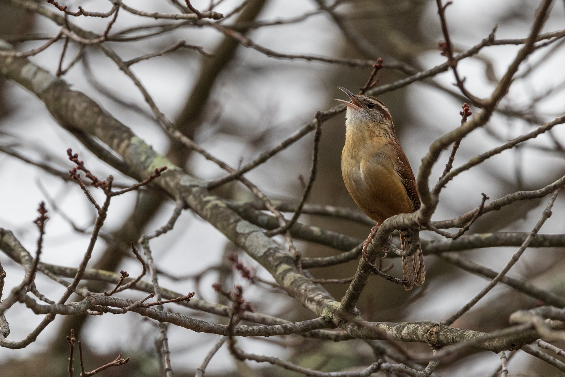 Carolina Wren perched in a patch of branches