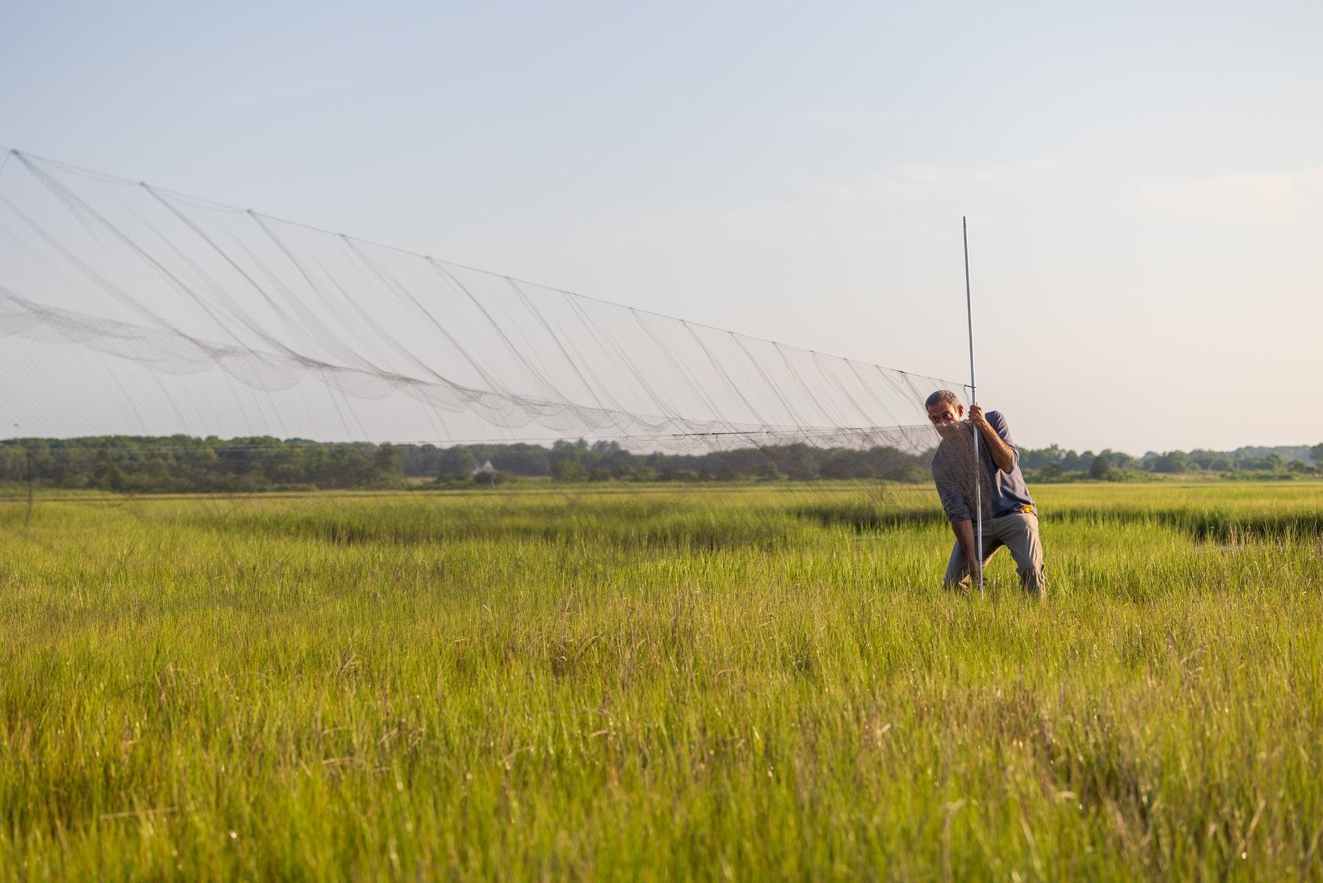 Bird bander setting up netting