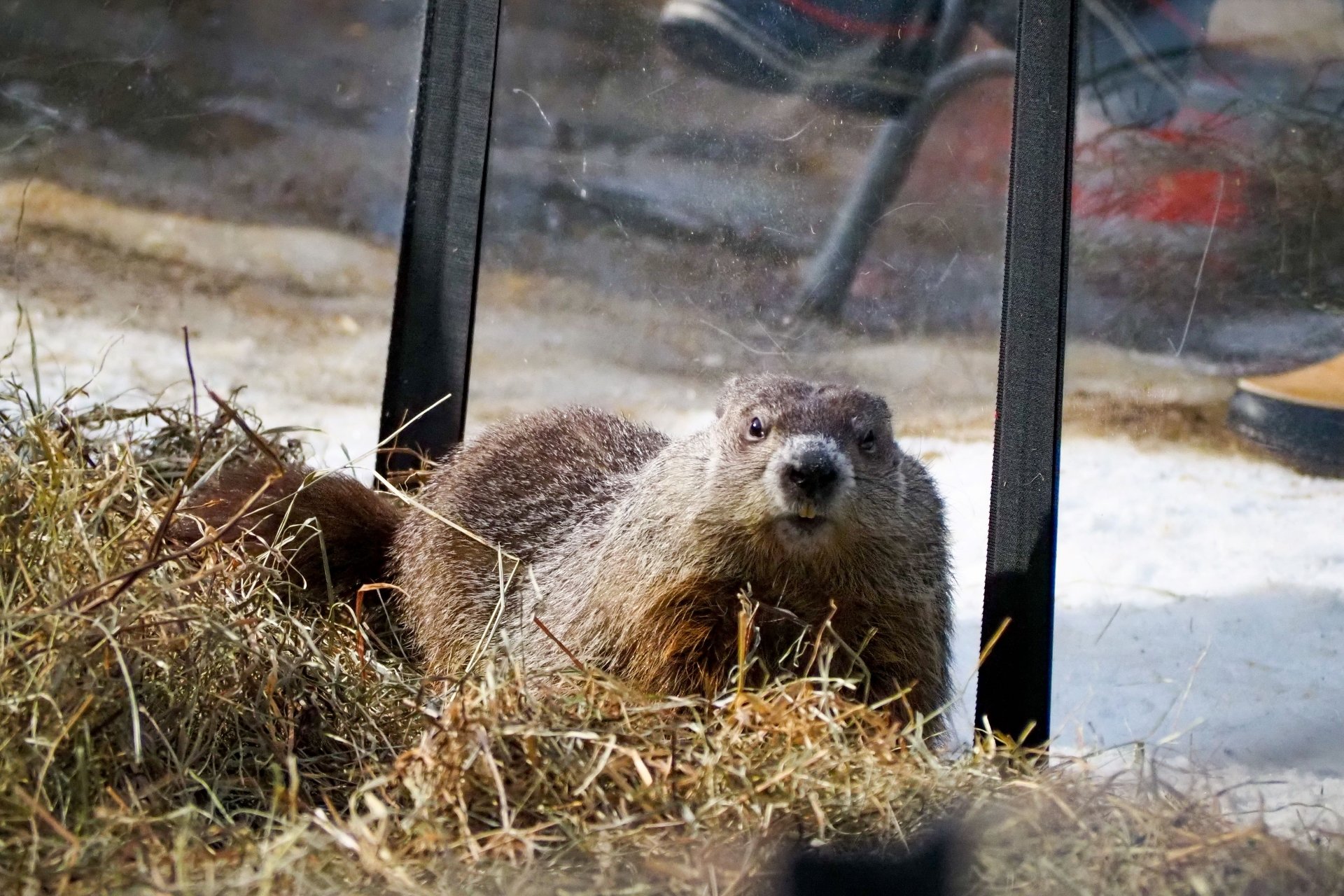 Ms. G, the official state groundhog of Massachusetts