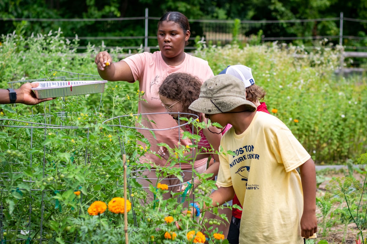 BNC Campers picking vegetables