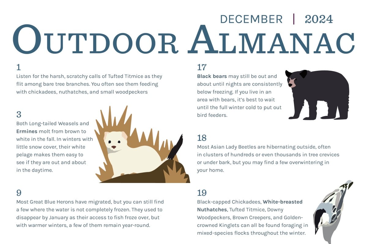 preview of December 2024 Outdoor Almanac