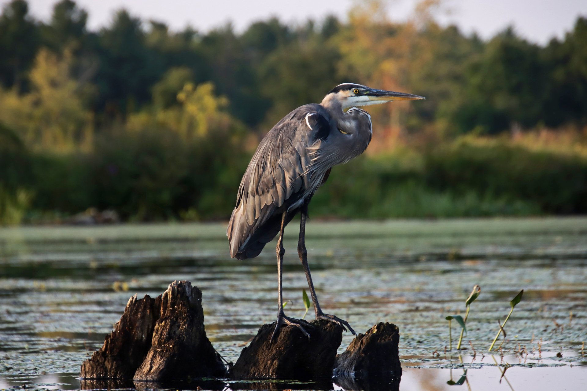 Great Blue Heron perched on submerged branch