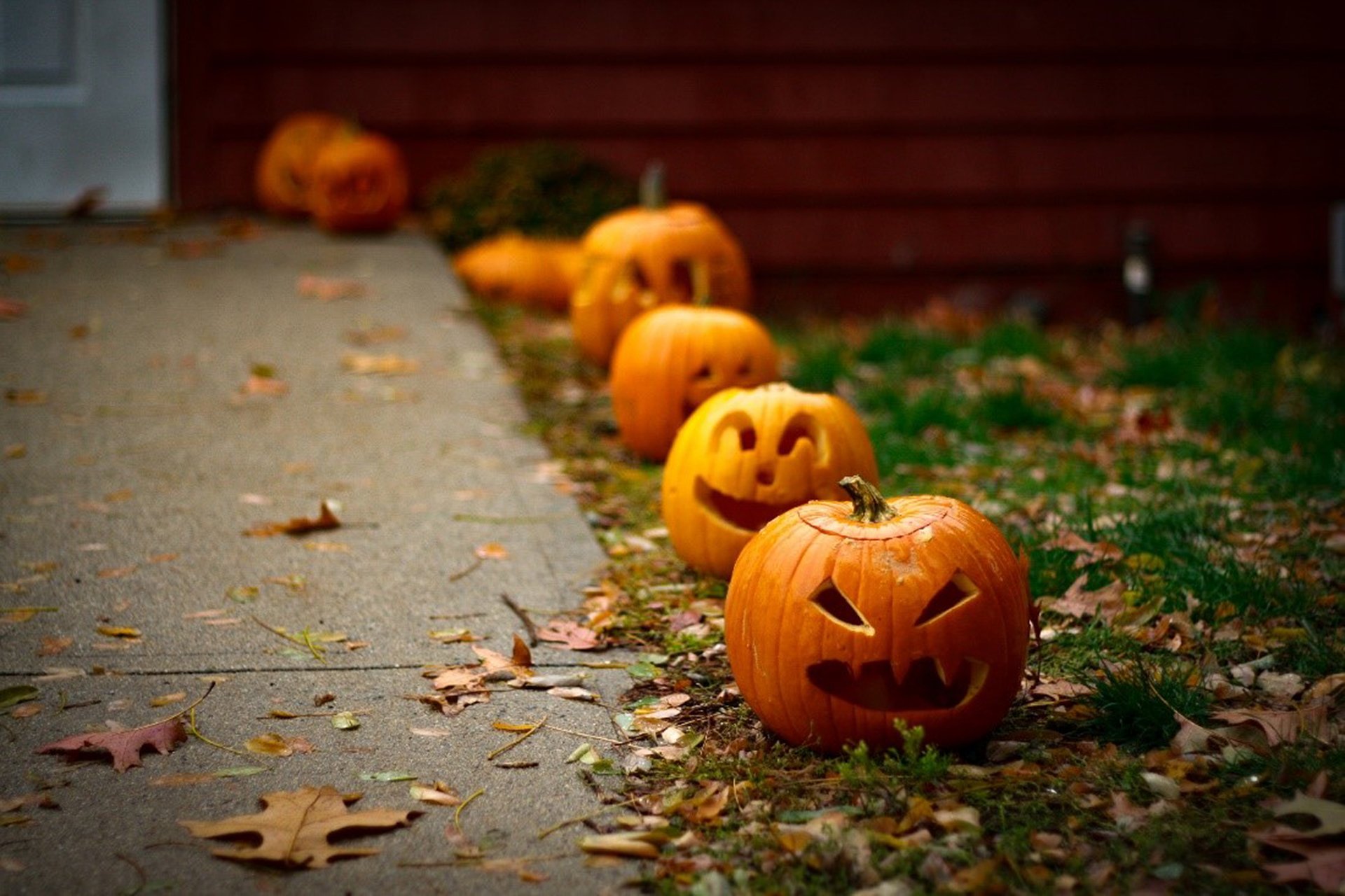 Carved pumpkins in a row next to a walkway