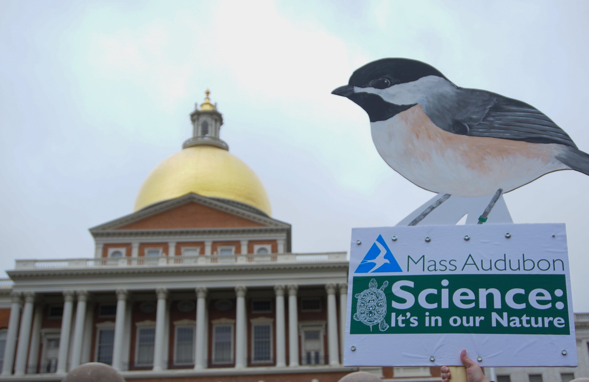 A Mass Audubon sign held in front of the state house dome