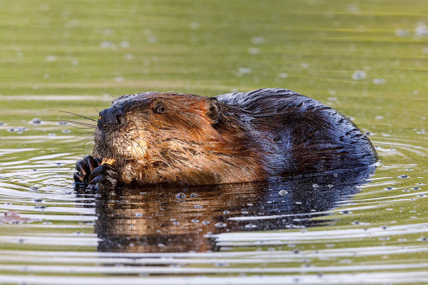 Beaver chewing on something in water