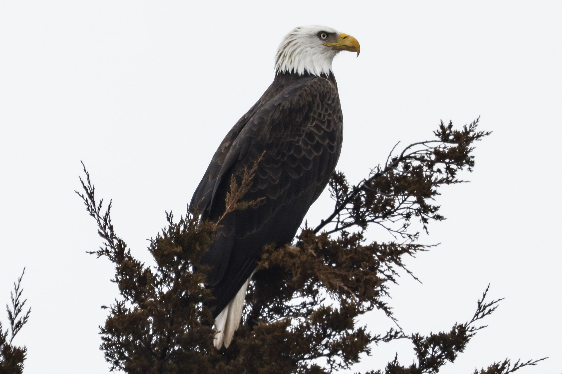 Bald eagle perched atop a tree, against a pale sky