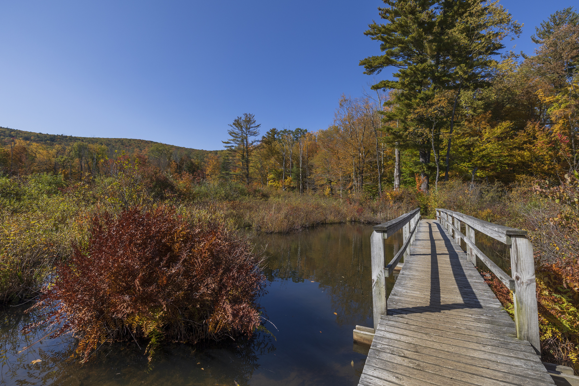 A wooden bridge with rails over a calm, marshy pond. A forest with fall foliage surrounds the pond.