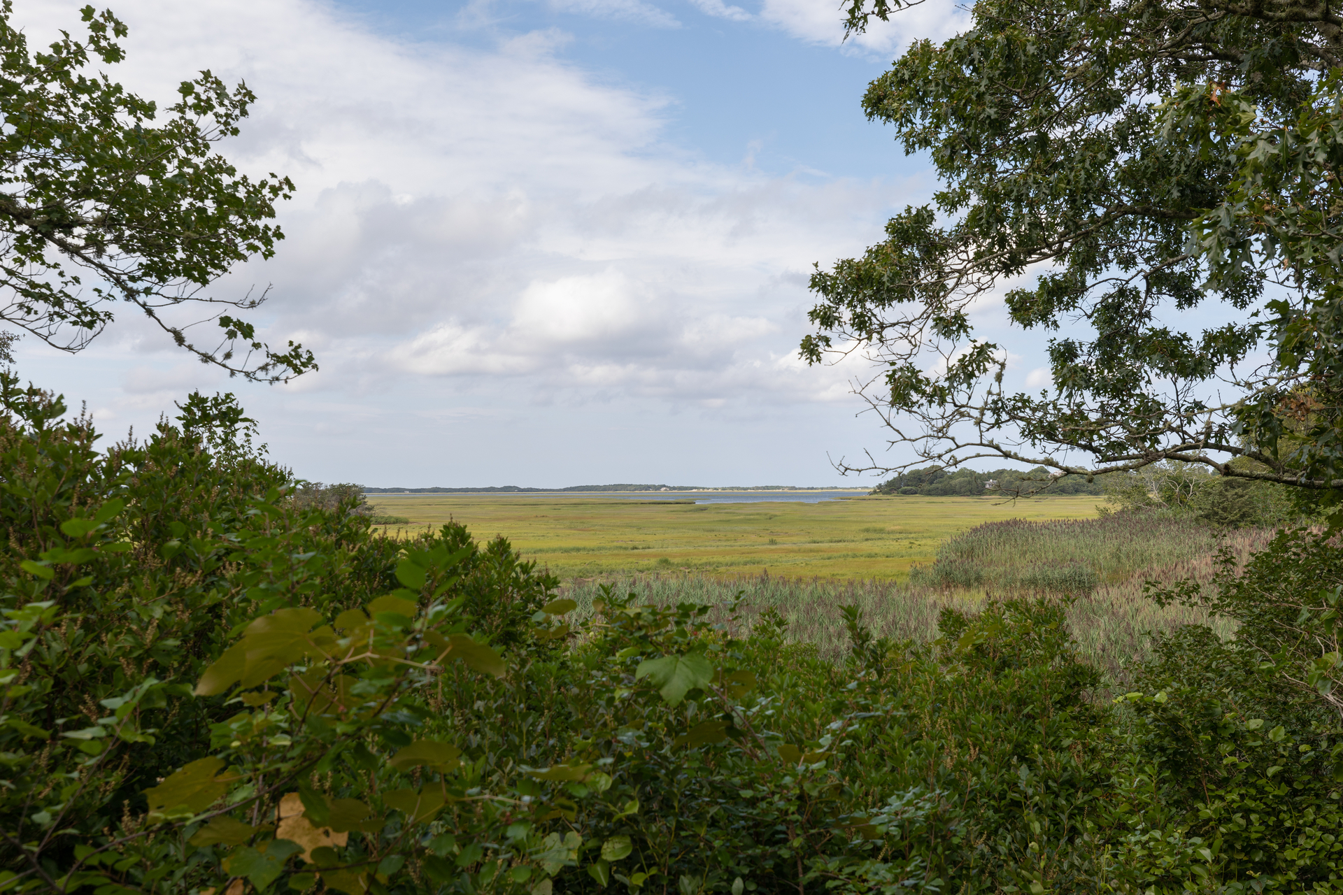 Marsh view through shaded trees