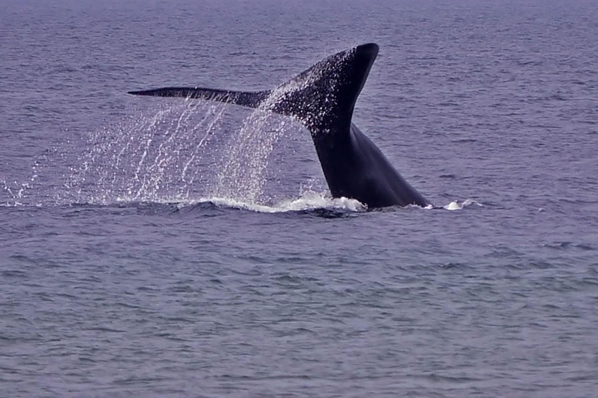 Whale tail splashing over the ocean