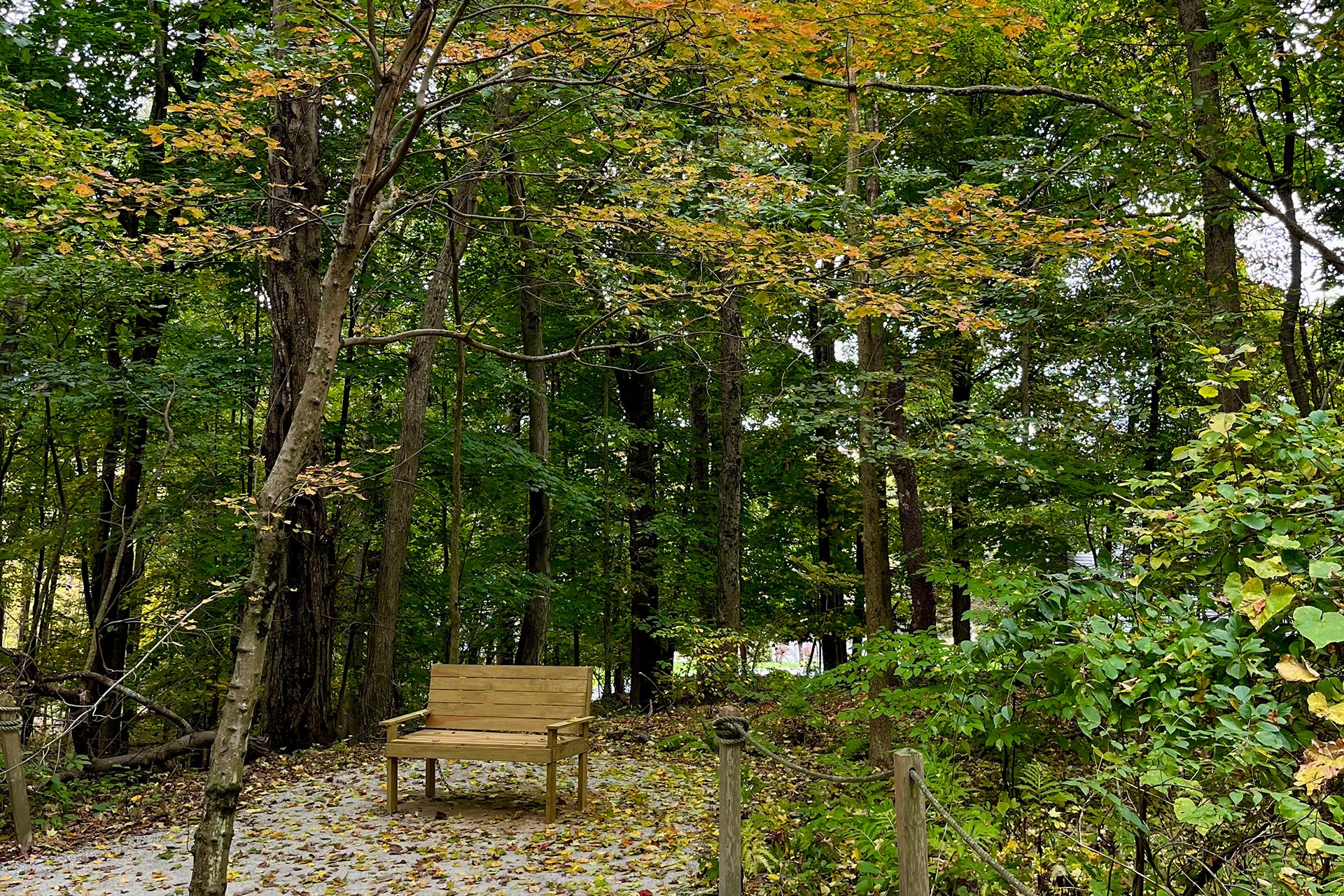 Bench on the all persons trail under a thicket of trees