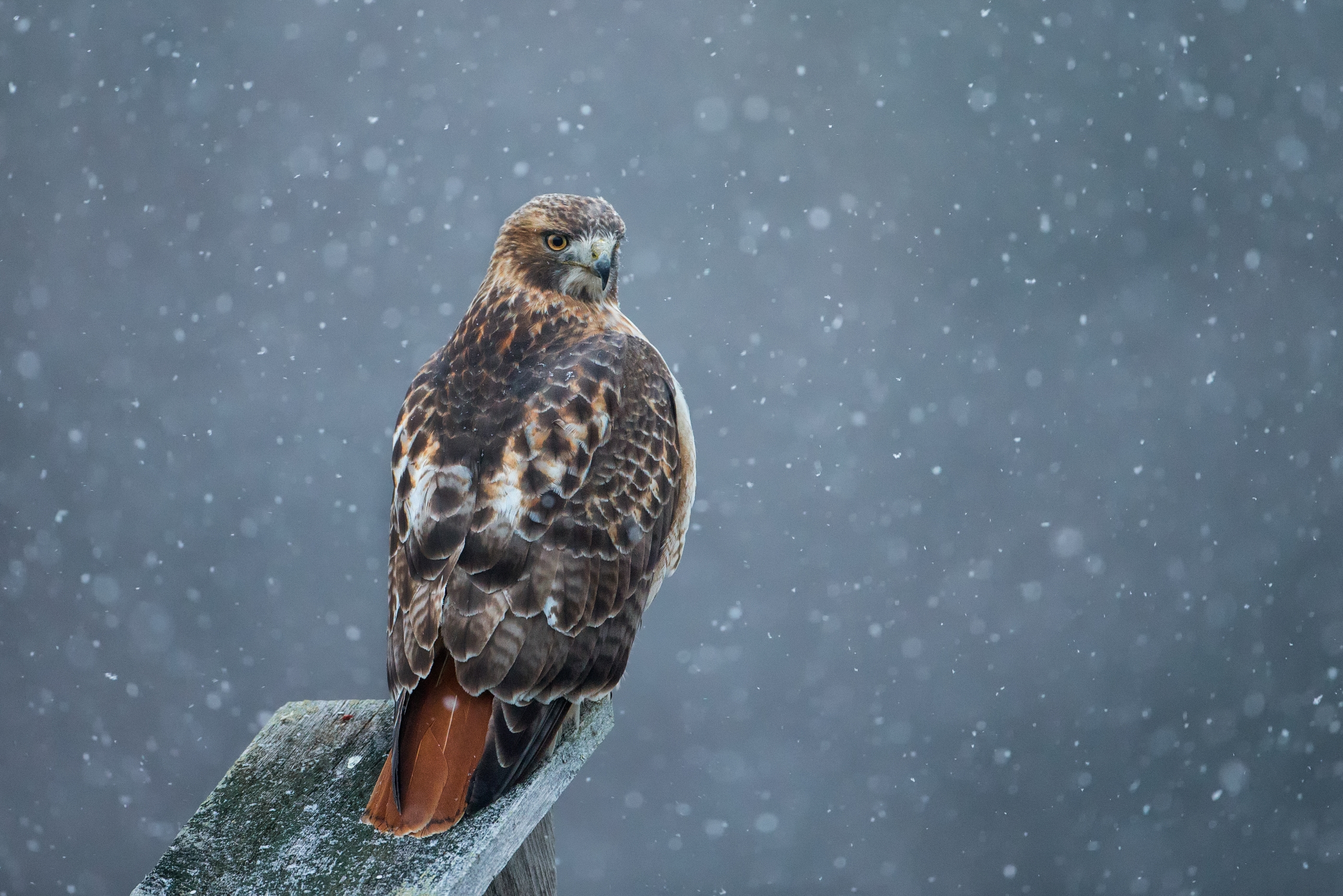 Red-Tailed Hawk © Christopher Ciccone