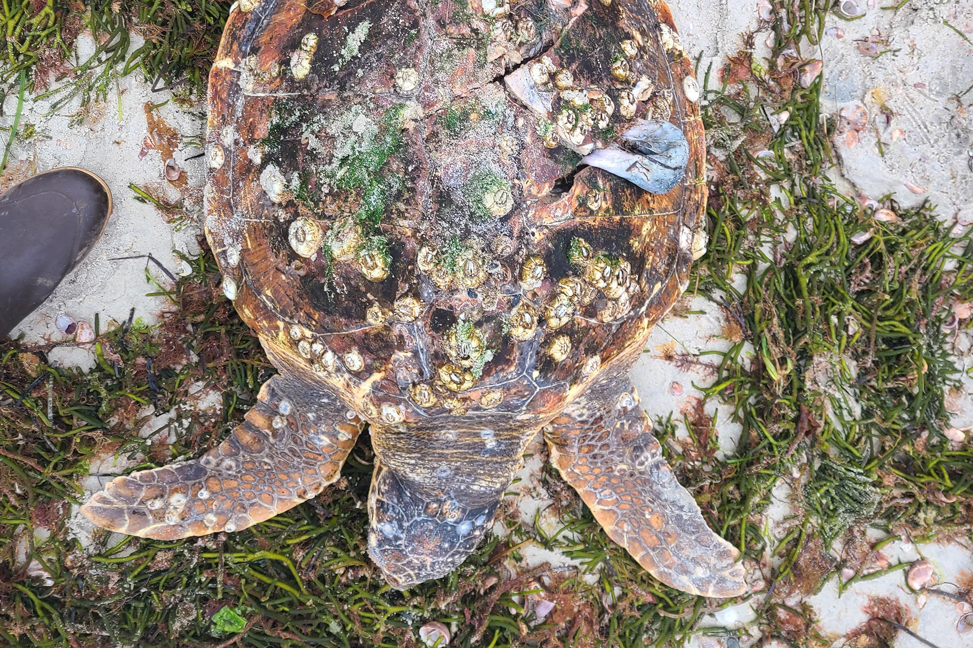 Loggerhead sea turtle on beach