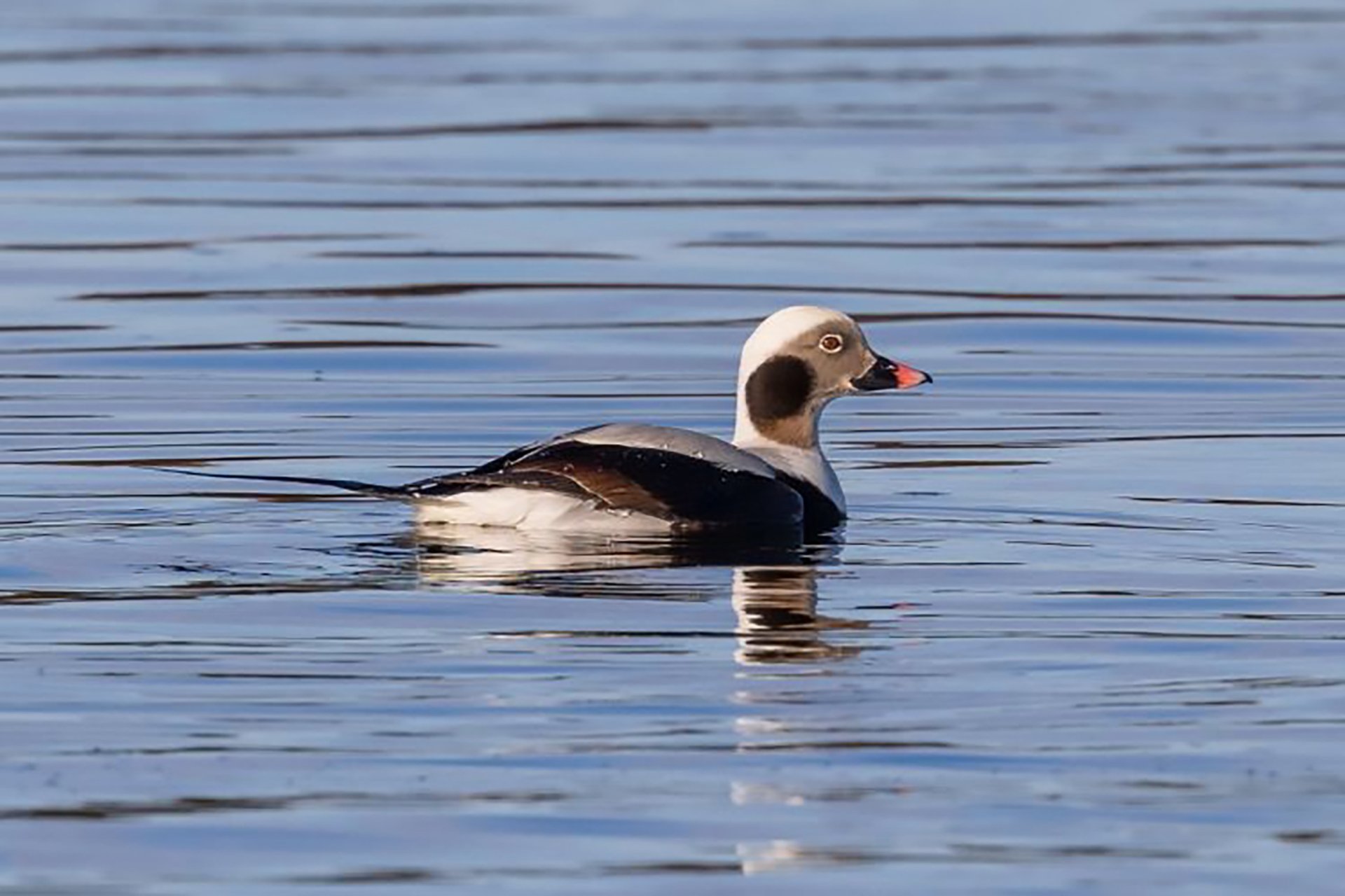 Long-Tailed Duck floating on water